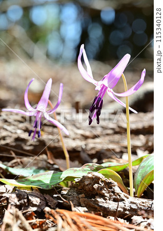 四国愛媛県四国中央市の豊受山にあるカタクリの花 四国愛媛県四国中央市の豊受山にあるカタクリの花 115340128