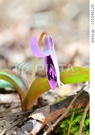 四国愛媛県四国中央市の豊受山にあるカタクリの花 四国愛媛県四国中央市の豊受山にあるカタクリの花 115340129