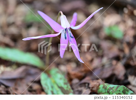 四国愛媛県四国中央市の豊受山にあるカタクリの花 115340152