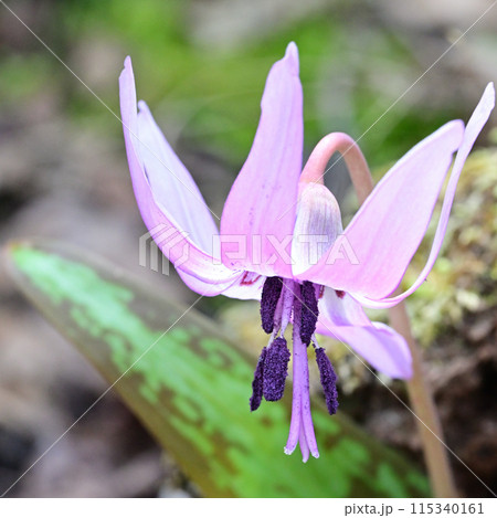 四国愛媛県四国中央市の豊受山にあるカタクリの花 115340161