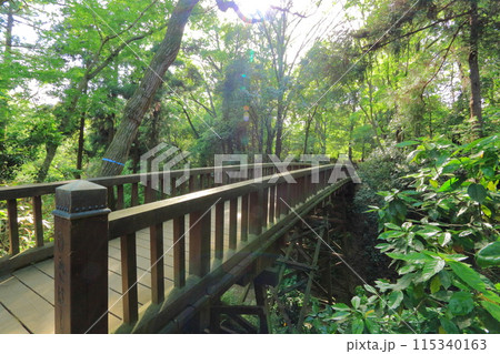 東京都・八王子市・滝山公園・木橋 115340163