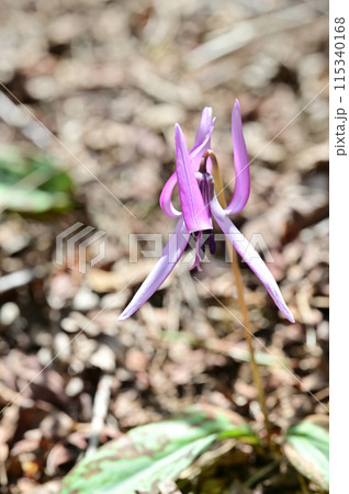 四国愛媛県四国中央市の豊受山にあるカタクリの花 115340168