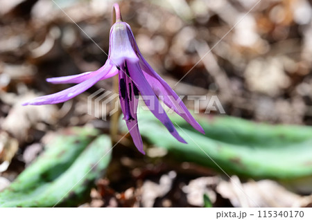 四国愛媛県四国中央市の豊受山にあるカタクリの花 四国愛媛県四国中央市の豊受山にあるカタクリの花 115340170