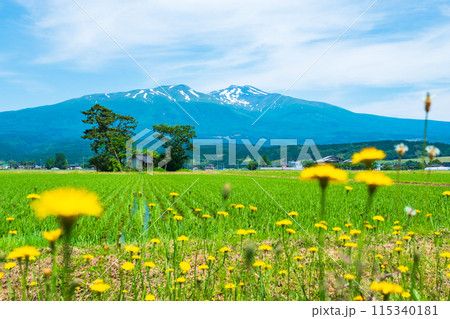 遊佐町から望む鳥海山 115340181
