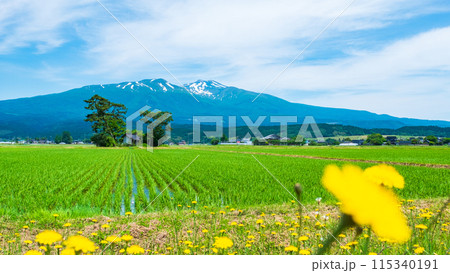 遊佐町から望む鳥海山 遊佐町から望む鳥海山 115340191