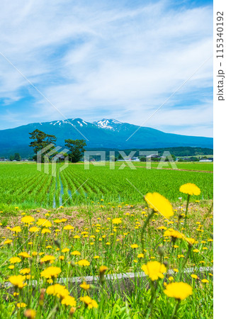 遊佐町から望む鳥海山 115340192