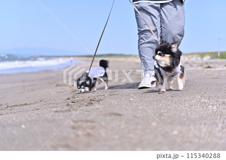 波打ち際を散歩する2匹のチワワと飼い主 波打ち際を散歩する2匹のチワワと飼い主 115340288