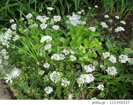 オルレアとマツバギクに囲まれたまだ蕾の紫陽花 115340337