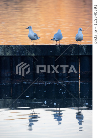 Three seagulls perched on a wooden dock, gazing over a peaceful lake Three seagulls perched on a wooden dock, gazing over a peaceful lake 115340391