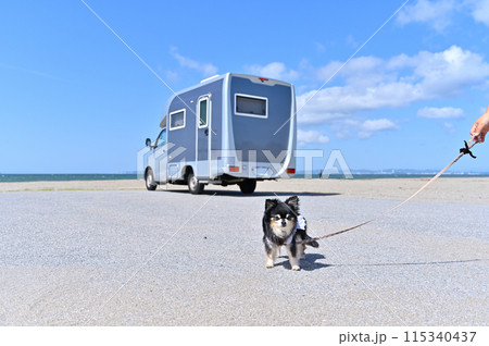 愛犬とキャンピングカー旅 チワワ 海 ビーチ 愛犬とキャンピングカー旅 チワワ 海 ビーチ 115340437