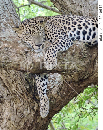 お昼寝するヒョウ 115340651