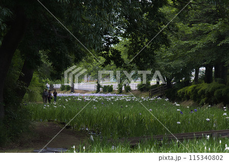 色とりどりのカラフルな花しょうぶが美しく咲いている風景 色とりどりのカラフルな花しょうぶが美しく咲いている風景 115340802