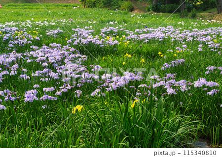 色とりどりのカラフルな花しょうぶが美しく咲いている風景 115340810