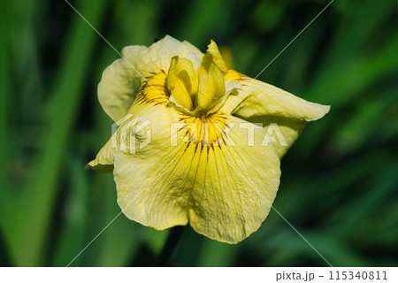 色とりどりのカラフルな花しょうぶが美しく咲いている風景 115340811