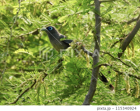 アオメクロバンケンモドキ 115340924