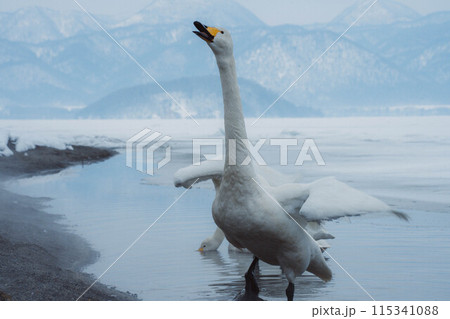 知床の白鳥14 115341088