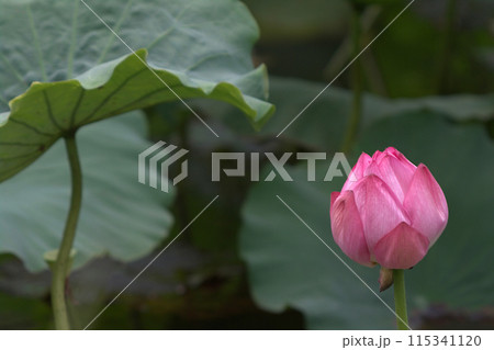蓮の花の蕾とつぼみ 蓮の花の蕾とつぼみ 115341120