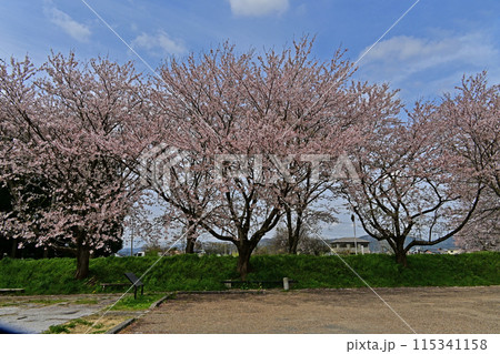 高時川 桜 高時川 桜 115341158