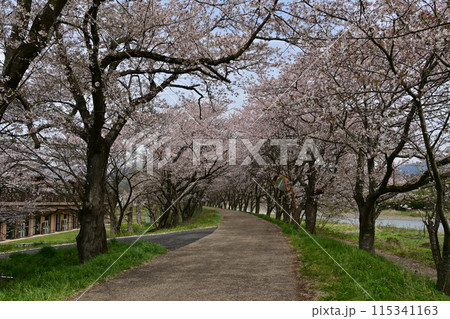高時川 桜 高時川 桜 115341163