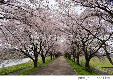 高時川 桜 高時川 桜 115341166