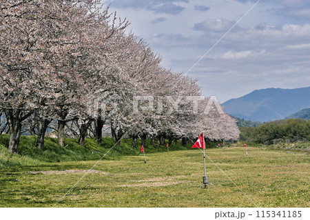 高時川 桜 高時川 桜 115341185