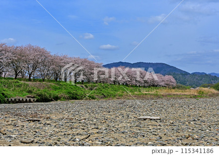 高時川 桜 高時川 桜 115341186