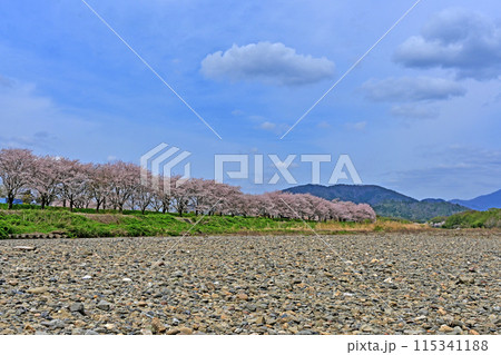 高時川 桜 高時川 桜 115341188