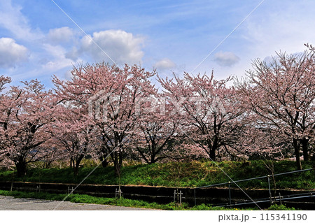 高時川 桜 高時川 桜 115341190