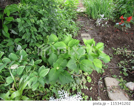 アナベル紫陽花と赤い花のサルビア 115341202