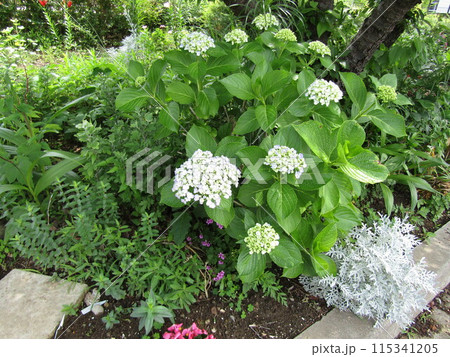 色の変わる前の紫陽花の花 色の変わる前の紫陽花の花 115341205