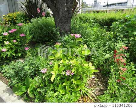 奇麗に咲いた桃色の紫陽花の花 奇麗に咲いた桃色の紫陽花の花 115341206
