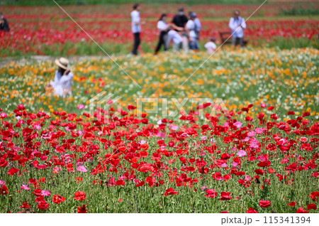 満開のポピー畑　ポピーハッピースクエア　埼玉県鴻巣市 115341394
