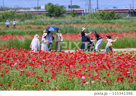 満開のポピー畑 ポピーハッピースクエア 埼玉県鴻巣市 満開のポピー畑 ポピーハッピースクエア 埼玉県鴻巣市 115341398