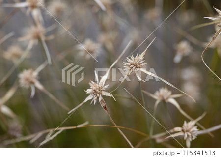 シラサギカヤツリの花後 115341513