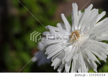 アネモネ・キクザキの白い花 アネモネ・キクザキの白い花 115341514