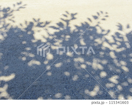 木の影 115341603