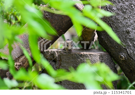 可愛いシマリスの子供 仔リス 可愛いシマリスの子供 仔リス 115341701