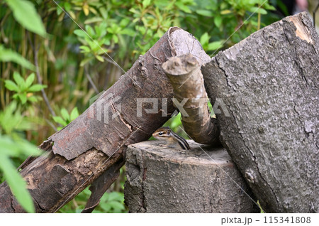巣穴から顔を出す無邪気な仔リス シマリス 巣穴から顔を出す無邪気な仔リス シマリス 115341808