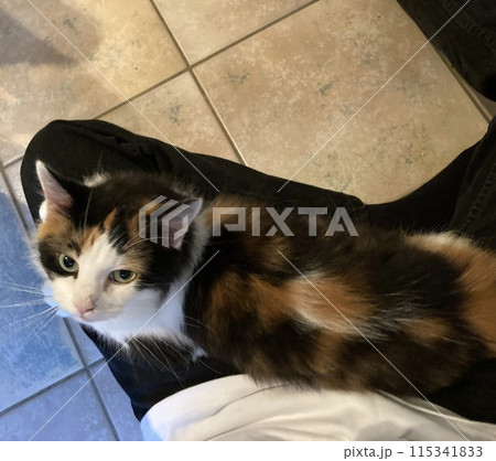 膝の上に座る猫 115341833