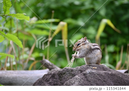 無邪気で可愛い仔リス　シマリス 115341844