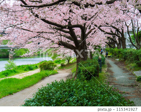 福岡市街を流れる那珂川沿いの小径に咲いた満開の桜 115341927