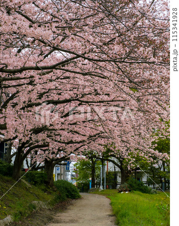 福岡市街を流れる那珂川沿いの小径に咲いた満開の桜 福岡市街を流れる那珂川沿いの小径に咲いた満開の桜 115341928