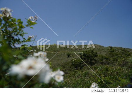 丘に咲く 115341973