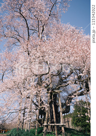 福島県矢祭町の「戸津辺の桜」。樹齢約600年、福島県指定天然記念物 福島県矢祭町の「戸津辺の桜」。樹齢約600年、福島県指定天然記念物 115342022