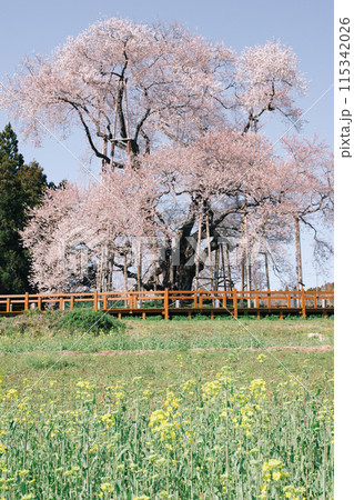 福島県矢祭町の「戸津辺の桜」。樹齢約600年、福島県指定天然記念物 福島県矢祭町の「戸津辺の桜」。樹齢約600年、福島県指定天然記念物 115342026