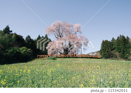 福島県矢祭町の「戸津辺の桜」。樹齢約600年、福島県指定天然記念物 115342031