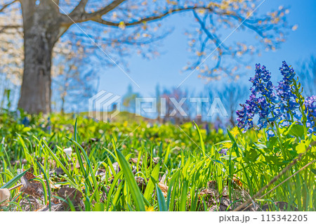 北海道 三笠山自然公園の風景 北海道 三笠山自然公園の風景 115342205
