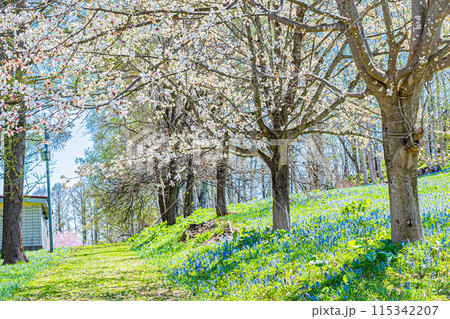 北海道　三笠山自然公園の風景 115342207
