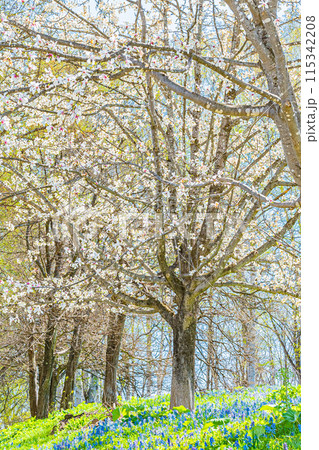 北海道　三笠山自然公園の風景 115342208