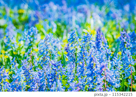 北海道　三笠山自然公園の風景 115342215